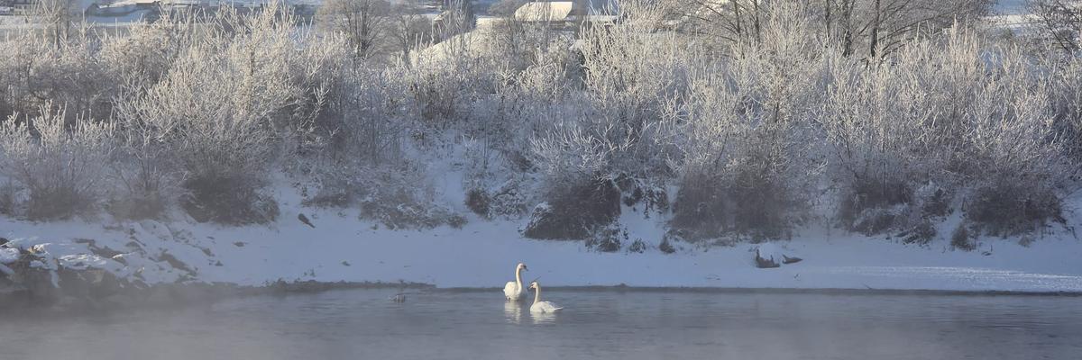 wasser mit schwan eva